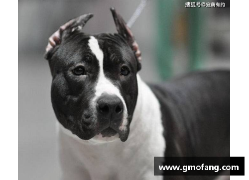 JN江南体育一种能轻松战胜比特犬的犬种，却成为外国人的宠物，网友们纷纷惊叹不已 - 副本